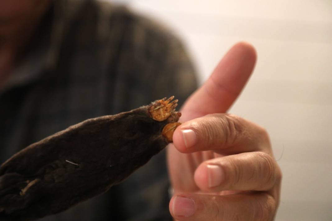 Karadeniz'de yayılmaya başladı! İlk kez yaşanıyor, yurt dışından özel ekip geldi 9